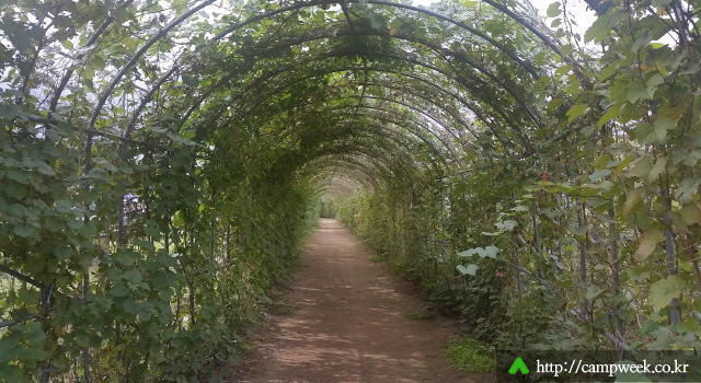 자라섬캠핑장 자라섬캠핑장