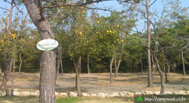 양양 솔밭 가족캠프촌(카라반) 양양 솔밭 가족캠프촌(카라반)